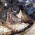 Fabrication CIOT - Studio-Natura Pesce 1 - 15.75''x22.38''