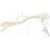 Dalles-Céramique-MAXFINE MARMI 6mm WHITE CALACATTA A LEV (59X118in)